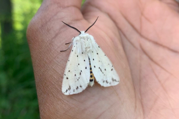 Ermine moth June 2021 966x644.jpg